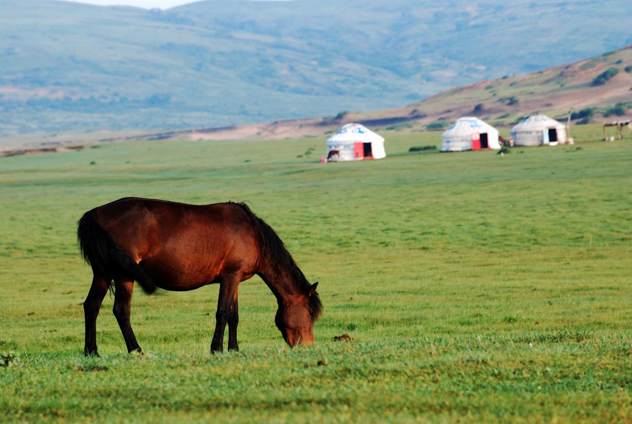 Horse grazing in lush Mongolian steppe with traditional yurts under a clear sky.